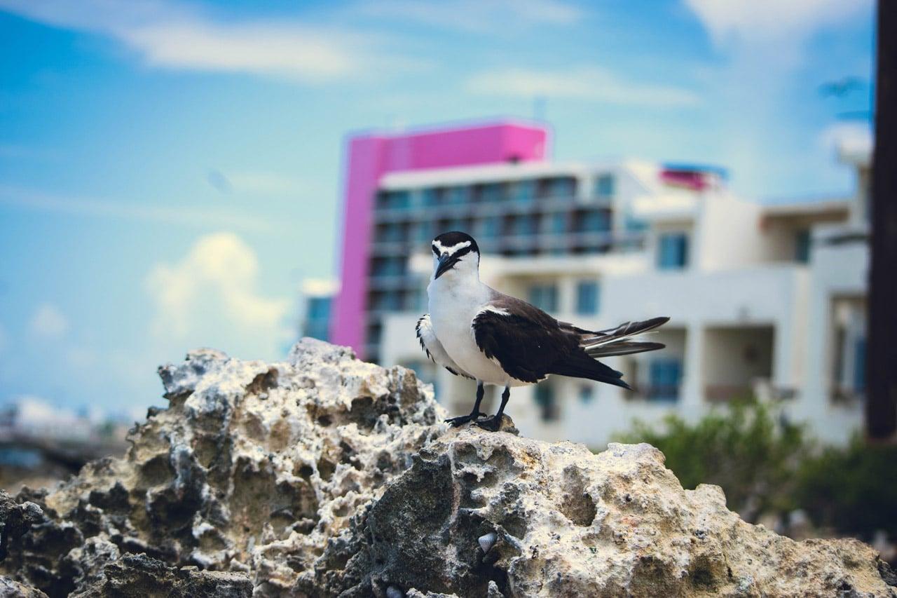 Empieza la temporada de reproducción en el “Santuario del Charrán” de Mía Reef Isla Mujeres