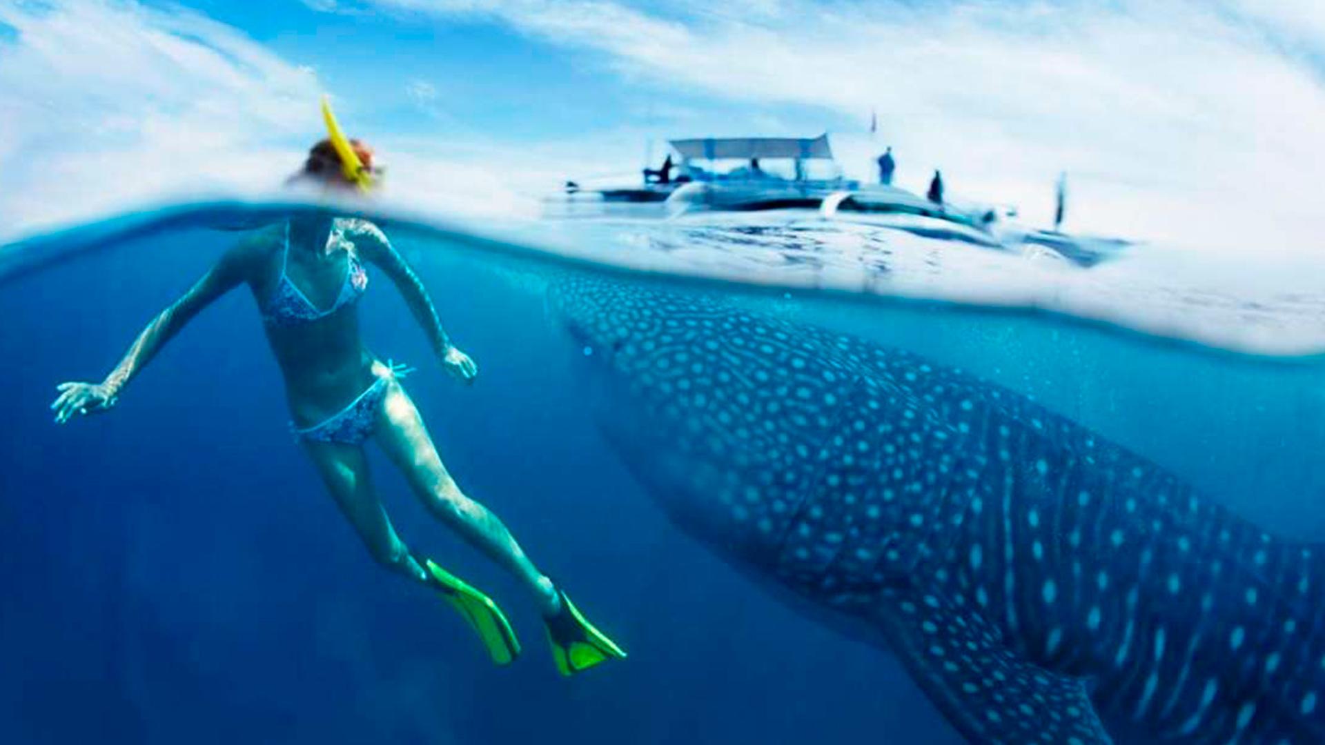 La mejor fecha para nadar con tiburón ballena en Isla Mujeres