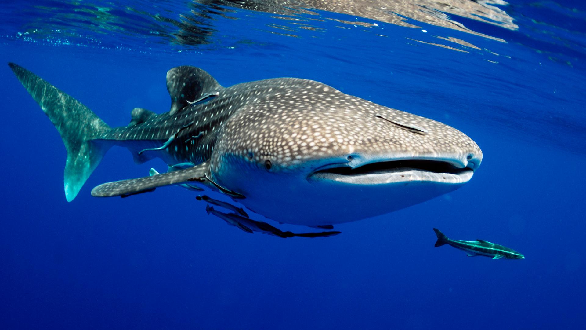 Swimming with Whale Sharks: an unparalleled experience in Isla Mujeres